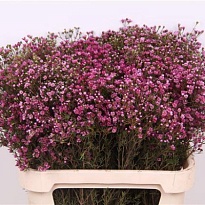 Хамелациум  (Waxfl) Prince 5шт