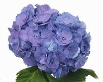 Гидрангея Elbtal Blauw дл.60 d20-21 1шт