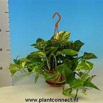 Эпипремнум Ауреум Ханг d15 h40 8шт