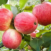 Яблоня Мельба/подвой 54-118 полукарл. /С