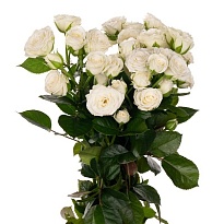 Роза кустовая White Balloons дл.70 10шт