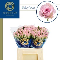Роза Babyface дл.50 10шт