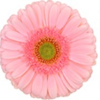 Гербера (Ц) аква Silky Tears 10шт