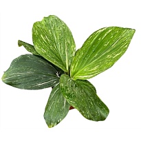 Кемпферия Пульхра Марбл Вариегата d10 h30 1шт