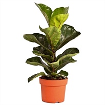 Фикус Лирата d17 h80 6шт