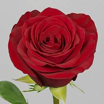 Роза Tessa Fortune дл.60 25шт