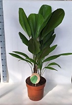 Пальма Ликуала d29 h110 1шт