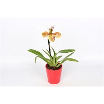 Орхидея Пафиопедилум Америка Ред керамика d14 h50 6шт