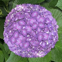 Гортензия Lolita Purple дл.JUMBO 1шт d22-25