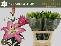 Лилия or. Albareto 3+ дл.90 10шт