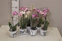 Орхидея Фален.  микс керамика 1 ст d9 h40 8шт