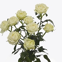 Роза кустовая Milky Way дл.50 5шт