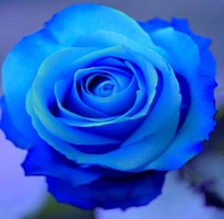Роза Snowy Blue Tinted дл.50 25шт