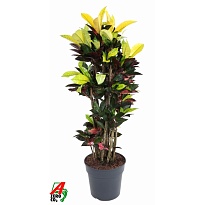 Кодиеум Исетон Бранчд. d31 h130 1шт