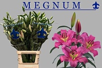 Лилия Or. Megnum 8+ 10шт