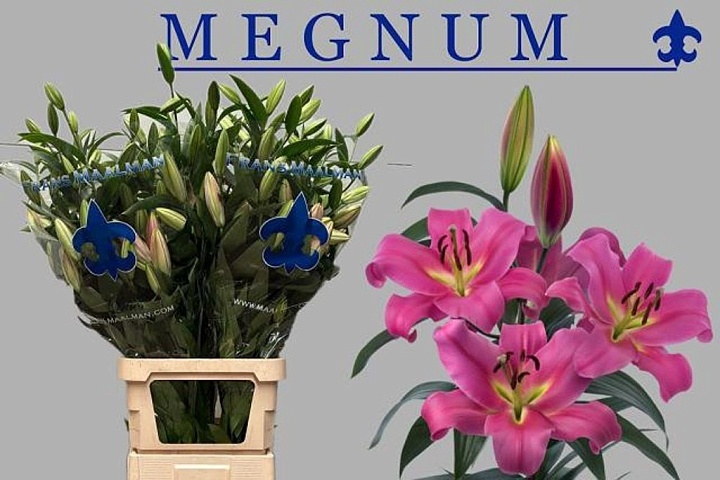 Лилия Or. Megnum 8+ 10шт