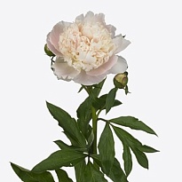 Пион Madame Calot 5шт