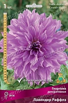 Георгина декоративная Лавендер Раффлз 1шт