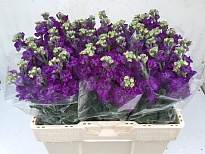 Маттиола Impala Purple 10шт