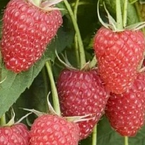 Малина Патриция/Цв.Кор