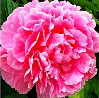 Пион Alex Flaming 5шт