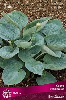 Хоста гибридная Биг Дэдди 1шт