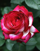 Роза Imperial Rose (B.Topalovic) Файр Леди ч-г Цв.Кор.