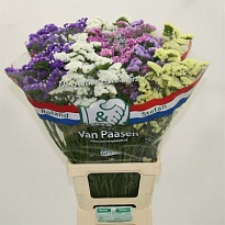 Статица Rainbow (mixbunch) 5 шт