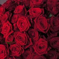 Роза Floricola Irose Stb S.a. Mix Red дл.50 25шт