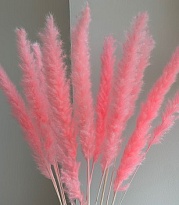 Кортадерия Light Pink пучок 1шт