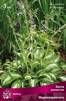 Хоста волнистая Медиовариегата 1шт