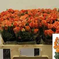 Роза кустовая Smashing дл.50 10шт