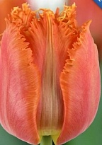 Тюльпан Fr. Orange Passion 50шт