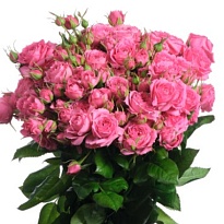 Роза Pink Dimension кустовая (Ц) дл.50 10шт/уп