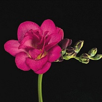 Фрезия Purple Rain 10шт