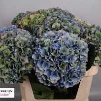 Гортензия Royal Parade Classic дл.80 d22-24 1шт