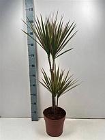 Драцена Биколор 2Д d21 h100 1шт