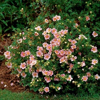 Лапчатка (Potentilla) кустарниковая Пинк Куин d9 h30-40 1шт