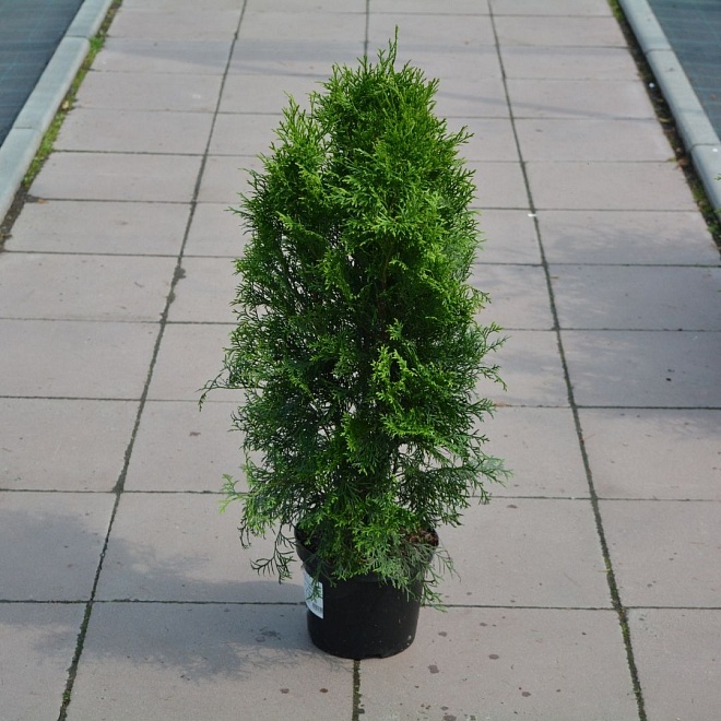 Туя (Thuja) западная Смарагд 2л h40-60 1шт