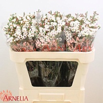 Хамелациум (Waxfl)  Moonlight Delight 5шт