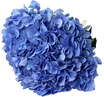 Гортензия Синяя (К) дл.60 1шт