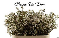 Хамелациум (Waxfl) Dor 5шт