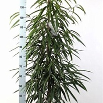 Фикус Али d27 h115 1шт