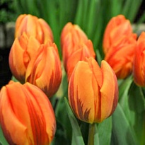 Тюльпан Prinses Irene 10шт