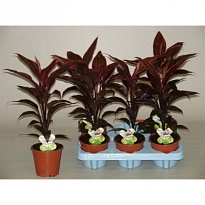 Кордилина Мамбо d12 h25 10шт