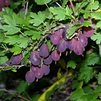 Крыжовник Грушенька бесшип./Цв.Кор 1шт