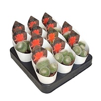 Кактус Нотокактус Хазельберга (потковер) d7 h10 12шт