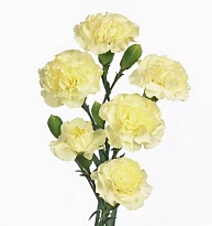 Гвоздика кустовая Limon 10шт