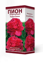 Пион лекарственный Рубра Плена 2-3 1шт