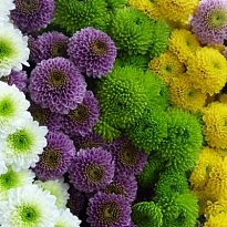 Хризантема Сантини Pompom Mix 25шт